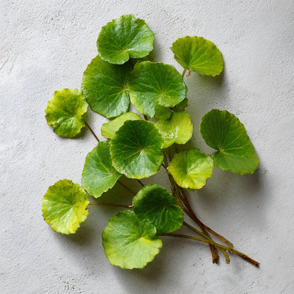 Centella illustration